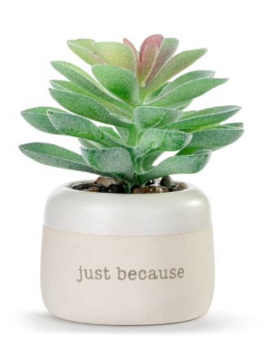 Blessed Just Because Mini Succulent