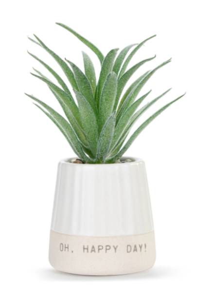 Happy Day Just Because Mini Succulent